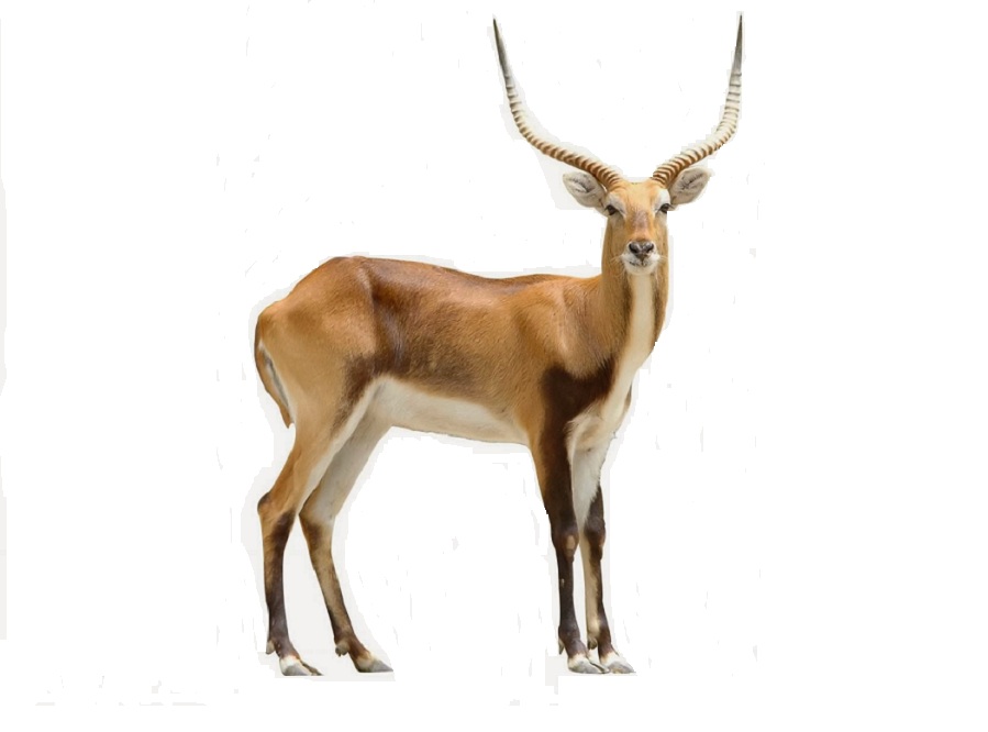 Антилопа на английском - Antelope