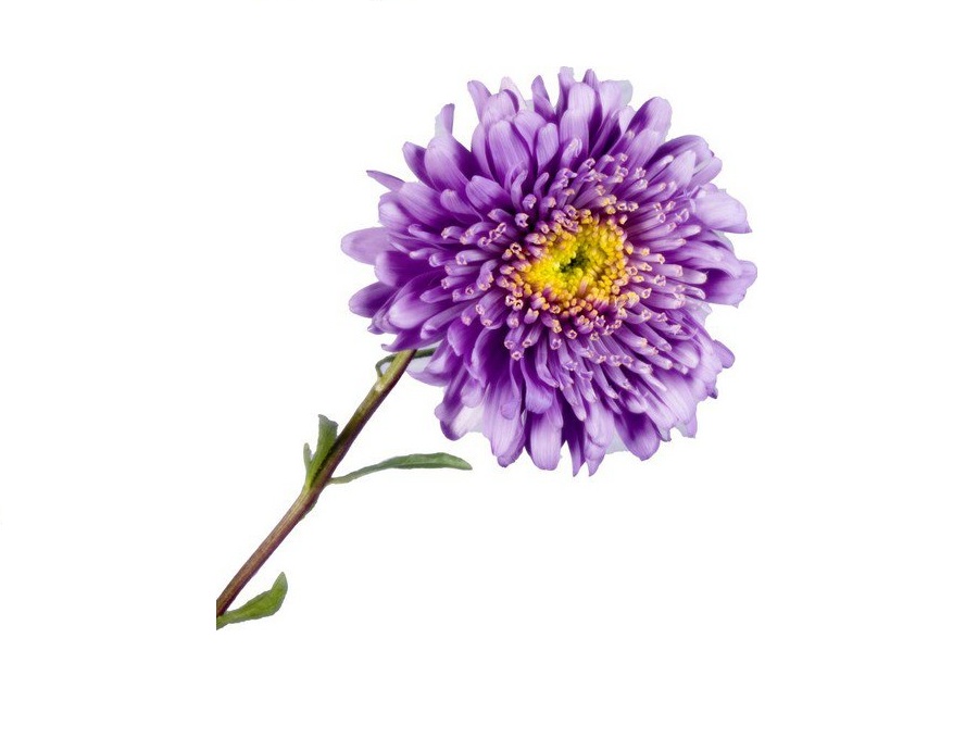 Астра на английском - Aster