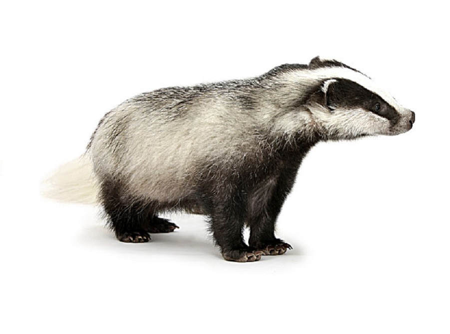 Барсук на английском - Badger