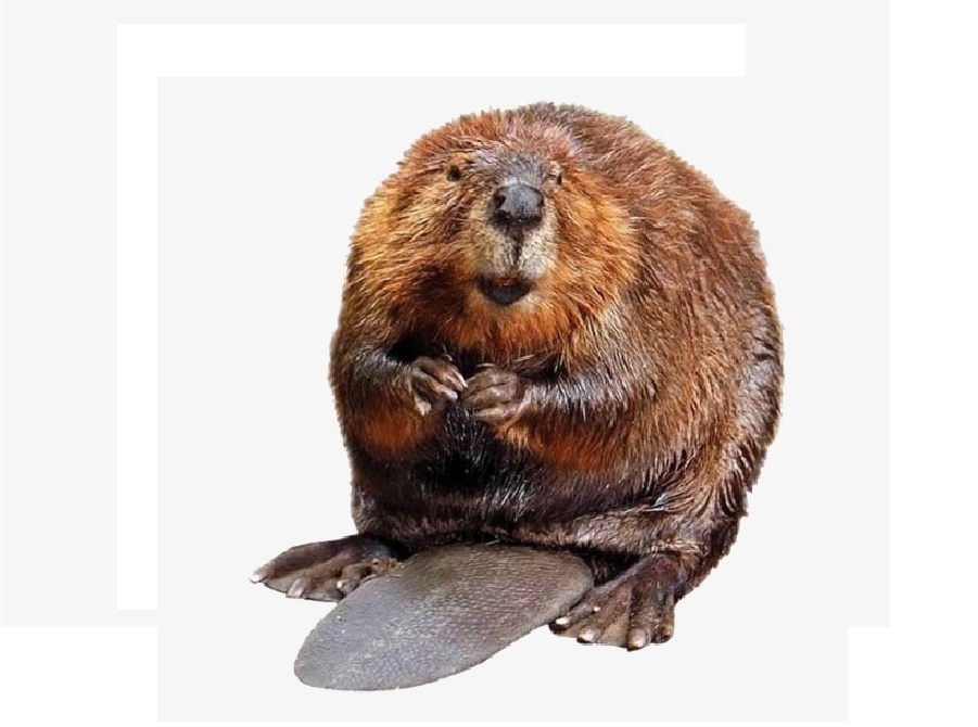 Бобр на английском - Beaver