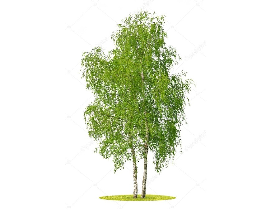 Берёза на английском - Birch