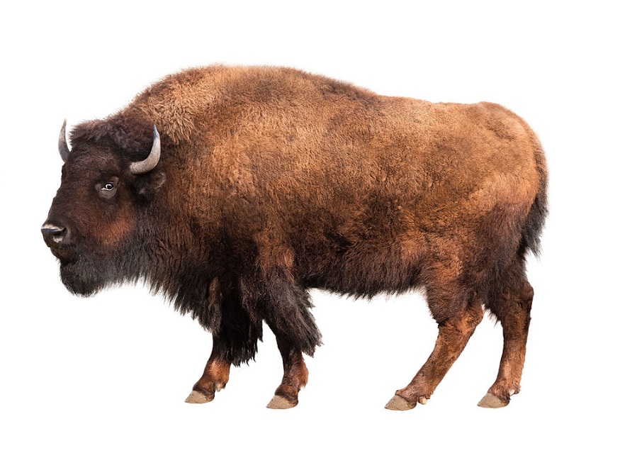 Бизон на английском - Bison