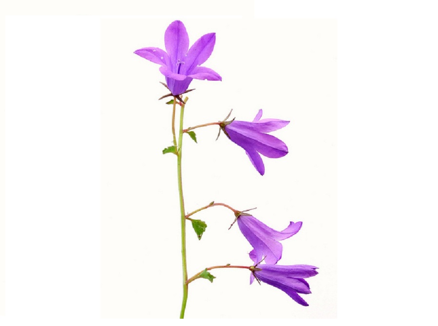 Колокольчик на английском - Bluebell