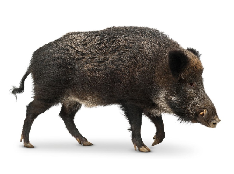 Кабан на английском - Boar