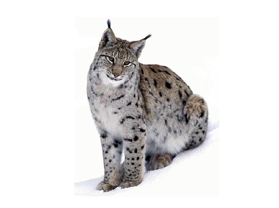 Рысь на английском - Bobcat