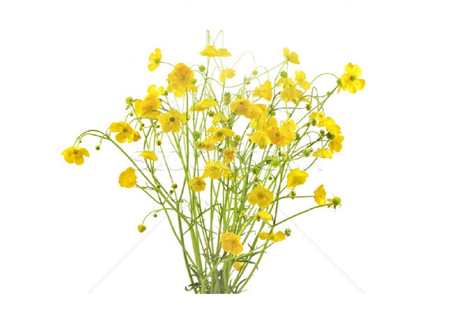Лютик на английском - Buttercup
