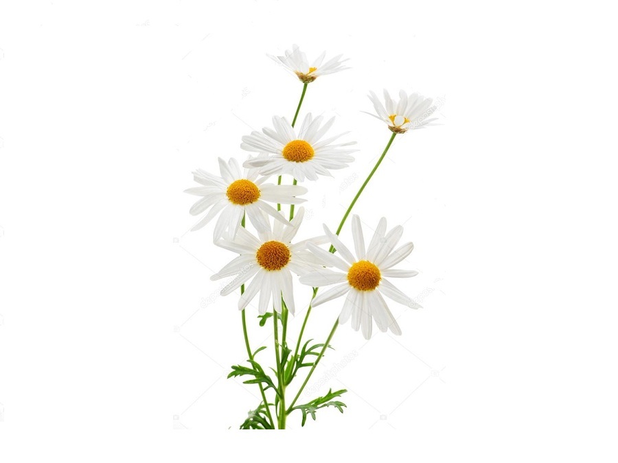 Ромашка на английском - Camomile