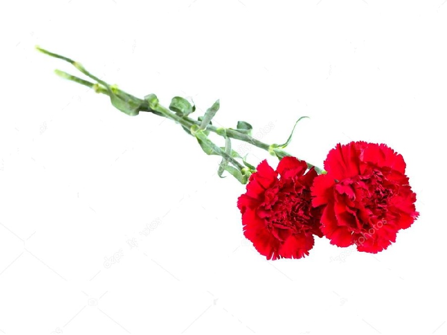 Гвоздика на английском - Carnation