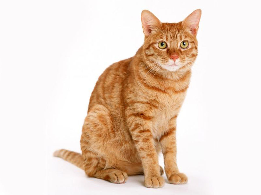 Кошка на английском - Cat