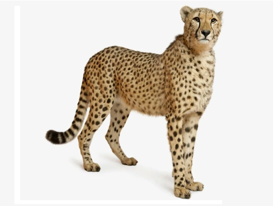 Гепард на английском - Cheetah
