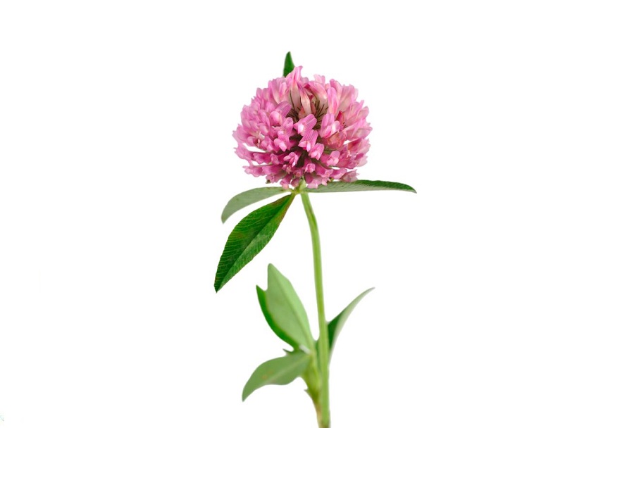 Клевер на английском - Clover