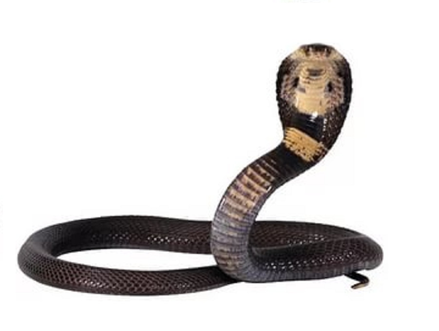 Кобра на английском - Cobra