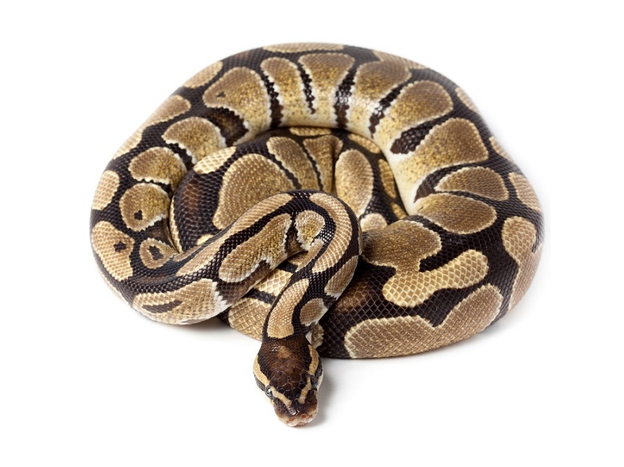 Удав на английском - Constrictor