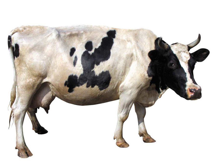 Корова на английском - Cow