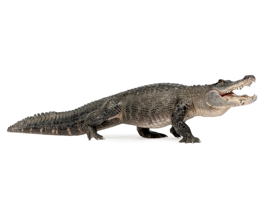 Крокодил на английском - Crocodile