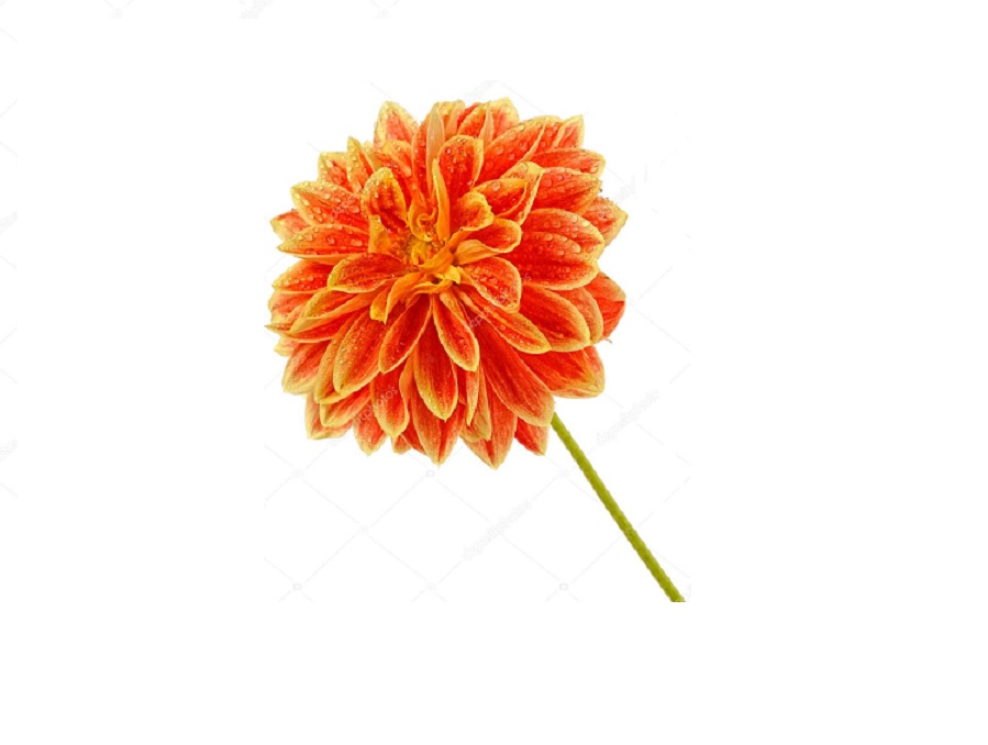 Георгин на английском - Dahlia