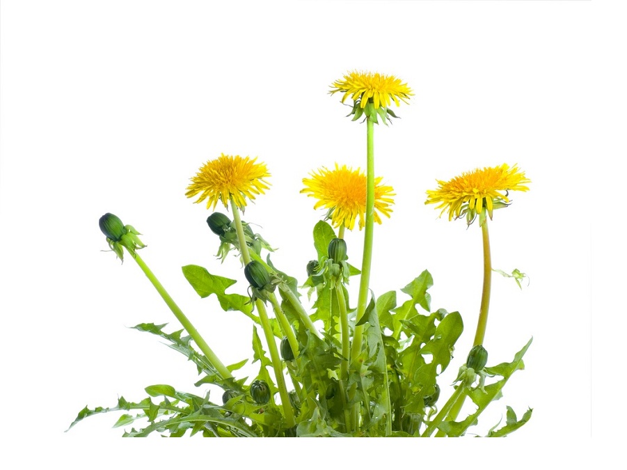 Одуванчик на английском - Dandelion