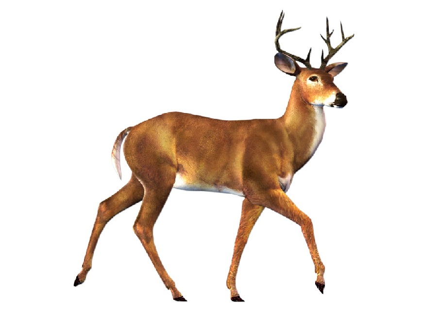 Олень на английском - Deer