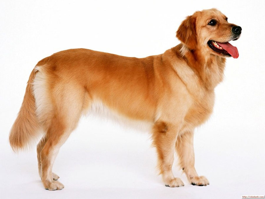 Собака на английском - Dog