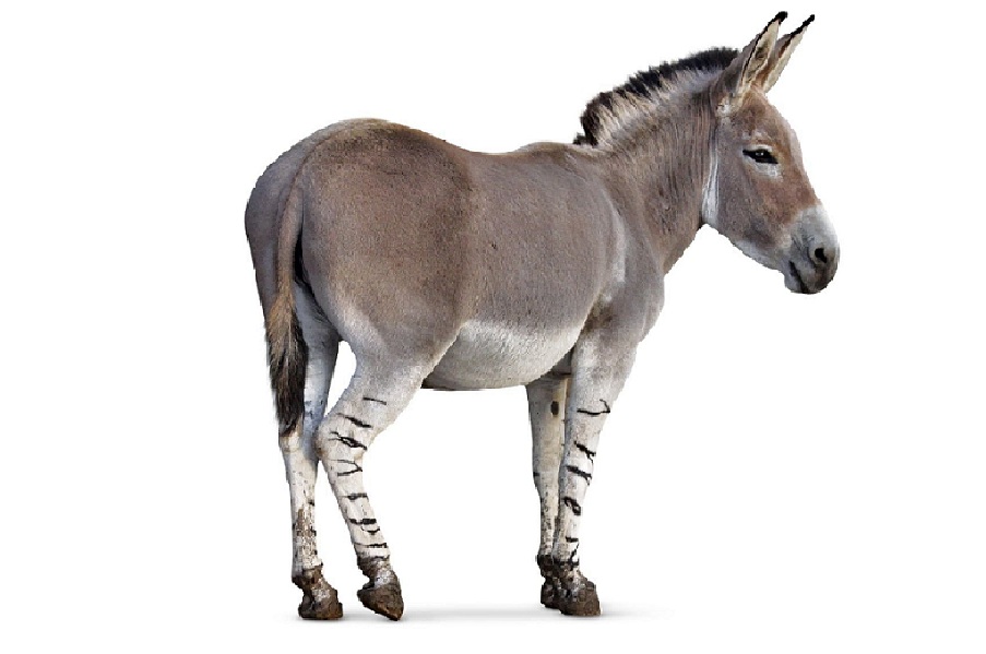 Осёл на английском - Donkey