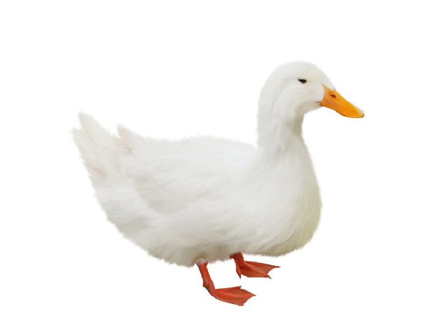 Утка на английском - Duck