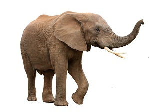 Слон на английском - Elephant