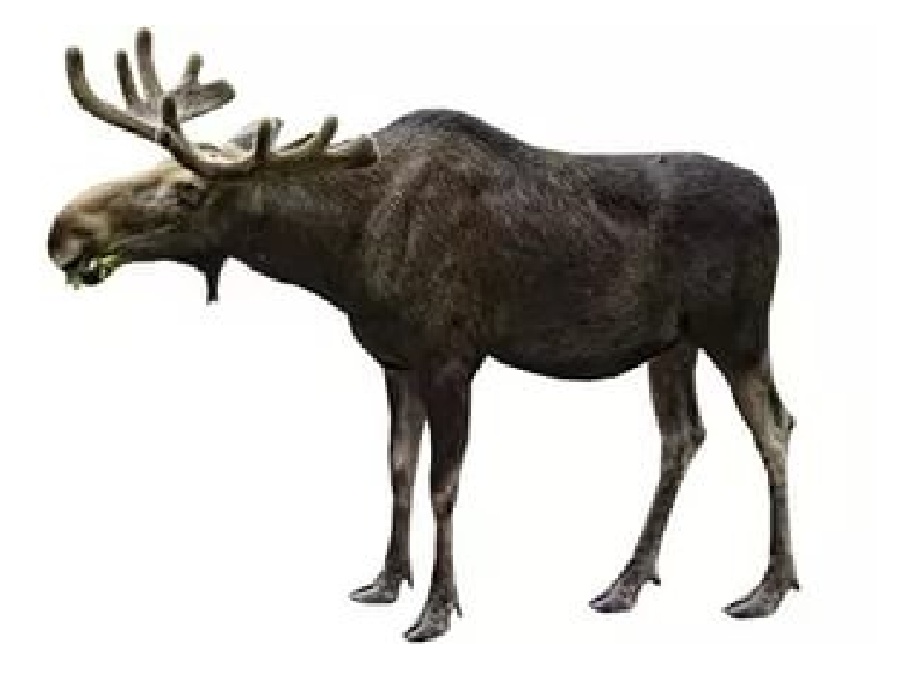 Лось на английском - Elk
