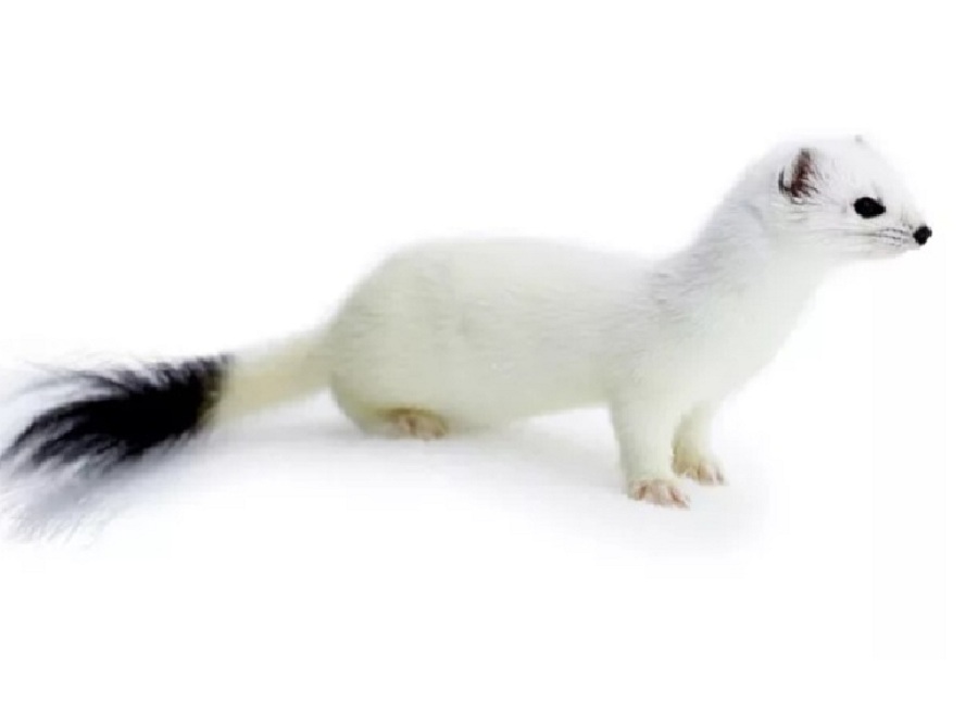 Горностай на английском - Ermine
