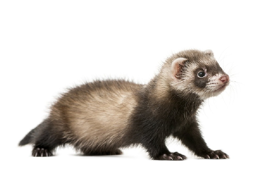 Хорёк на английском - Ferret