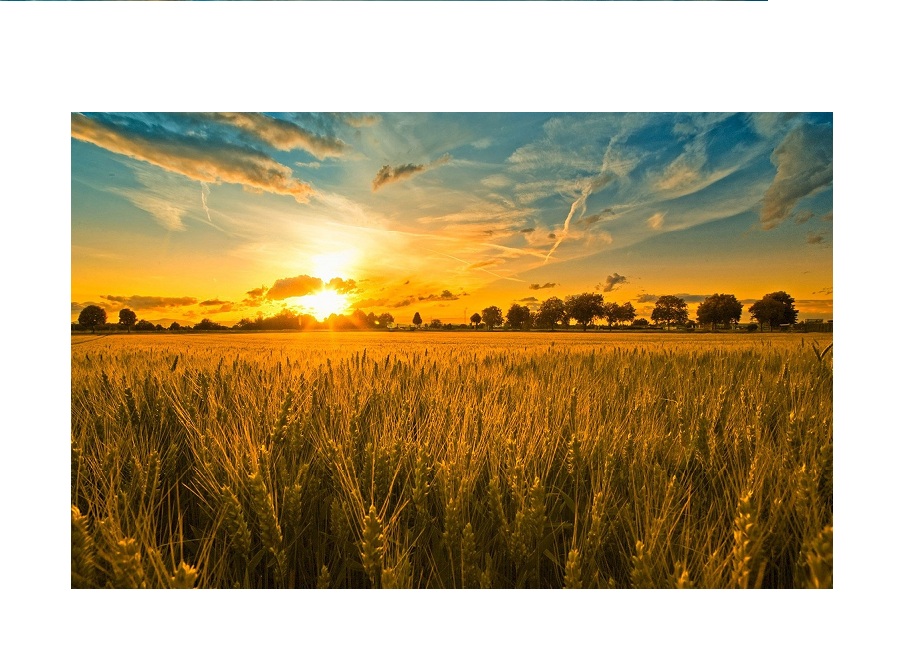 Поле на английском - Field