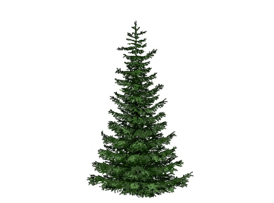 Ель на английском - Fir-tree