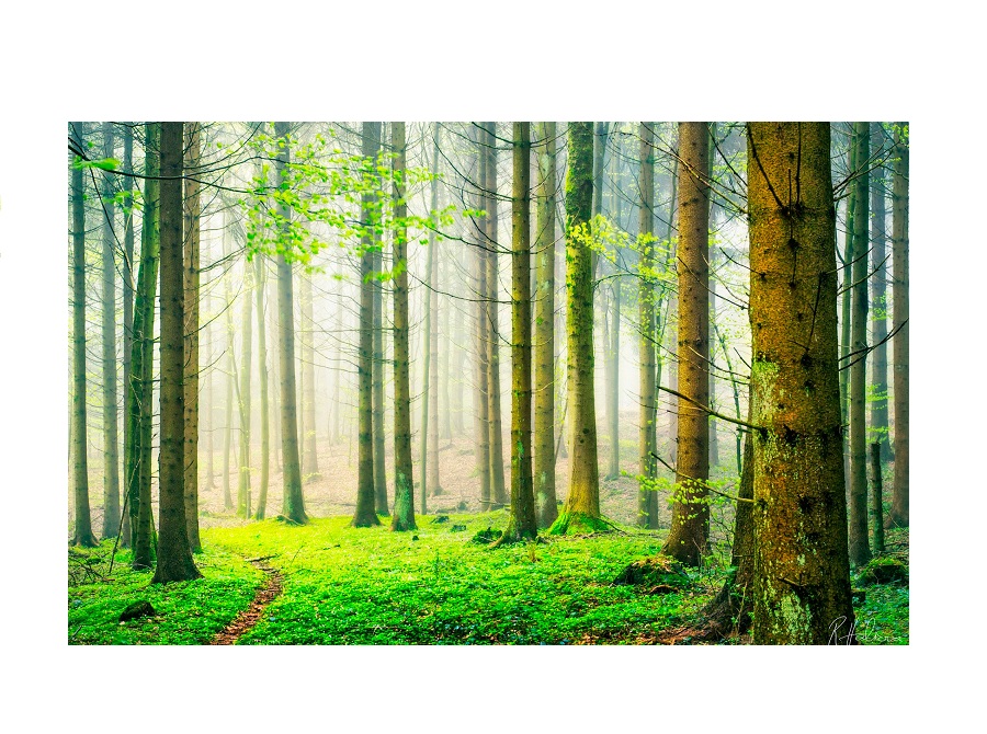 Лес на английском - Forest