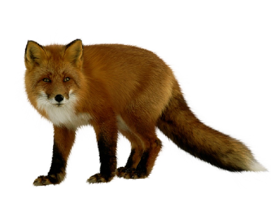Лиса на английском - Fox