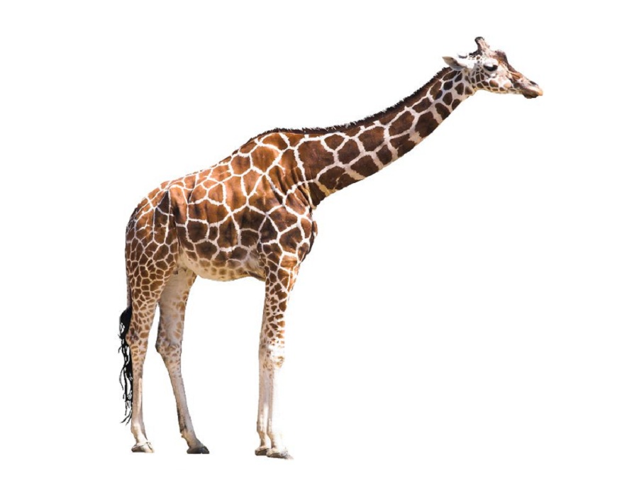 Жираф на английском - Giraffe
