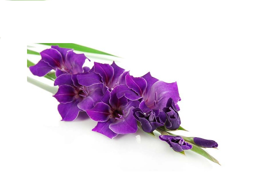 Гладиолус на английском - Gladiolus