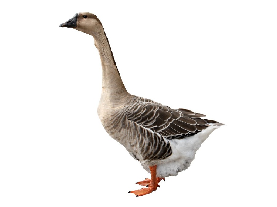 Гусь на английском - Goose