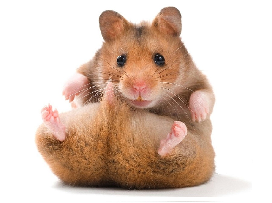 Хомяк на английском - Hamster
