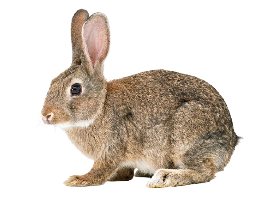 Заяц на английском - Hare