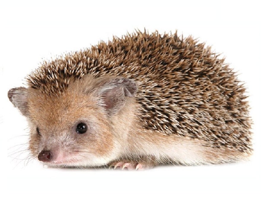 Ёж на английском - Hedgehog