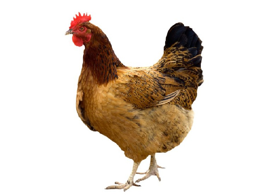 Курица на английском - Hen