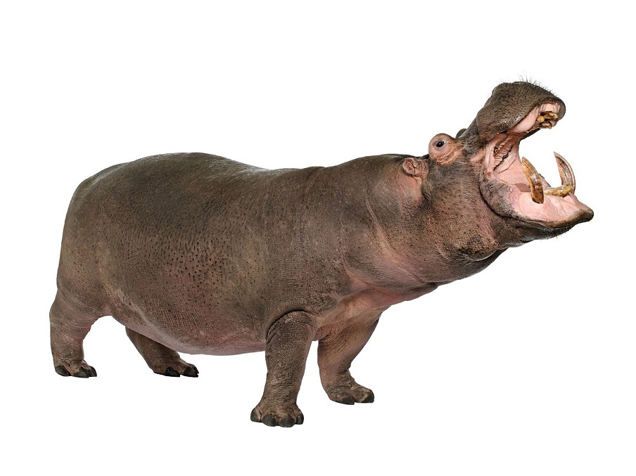Бегемот на английском - Hippo