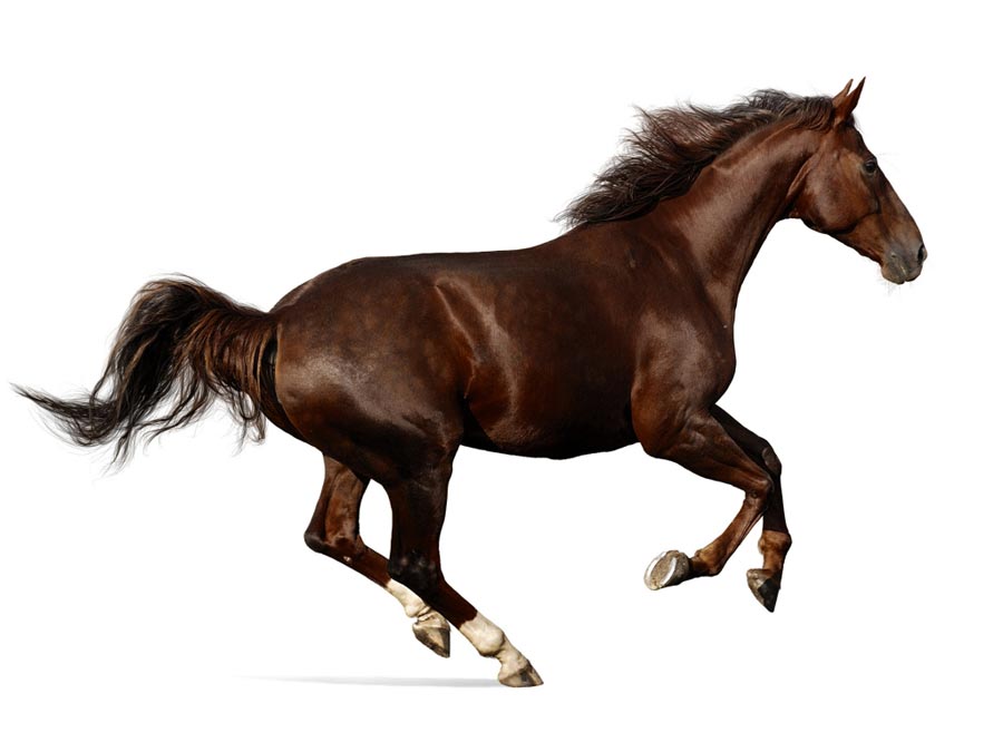 Лошадь на английском - Horse