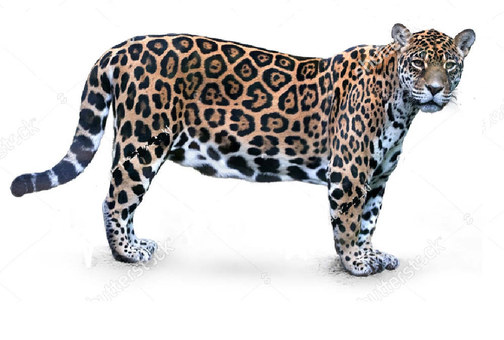 Ягуар на английском - Jaguar