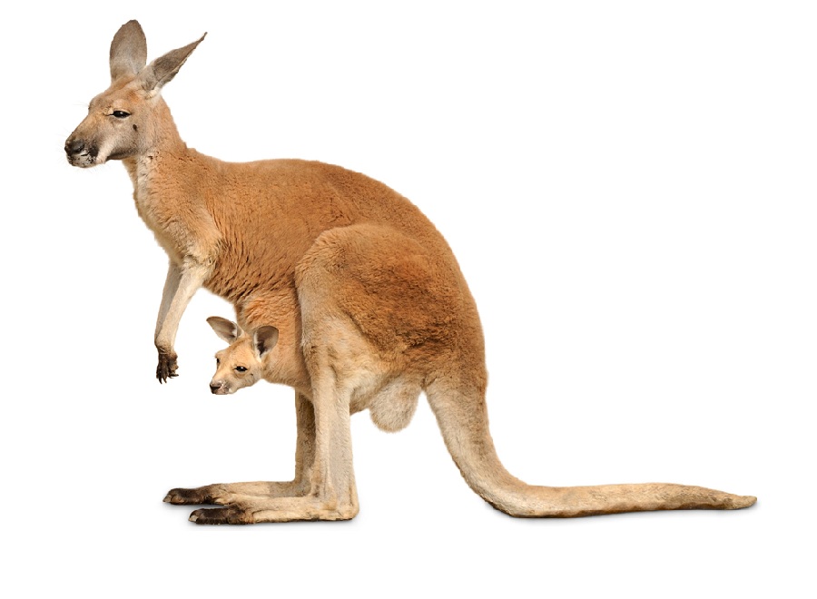 Кенгуру на английском - Kangaroo