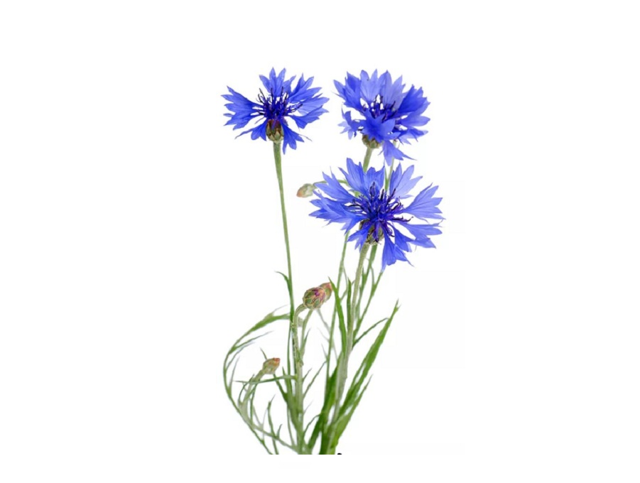 Василёк (Knapweed) на английском - Knapweed