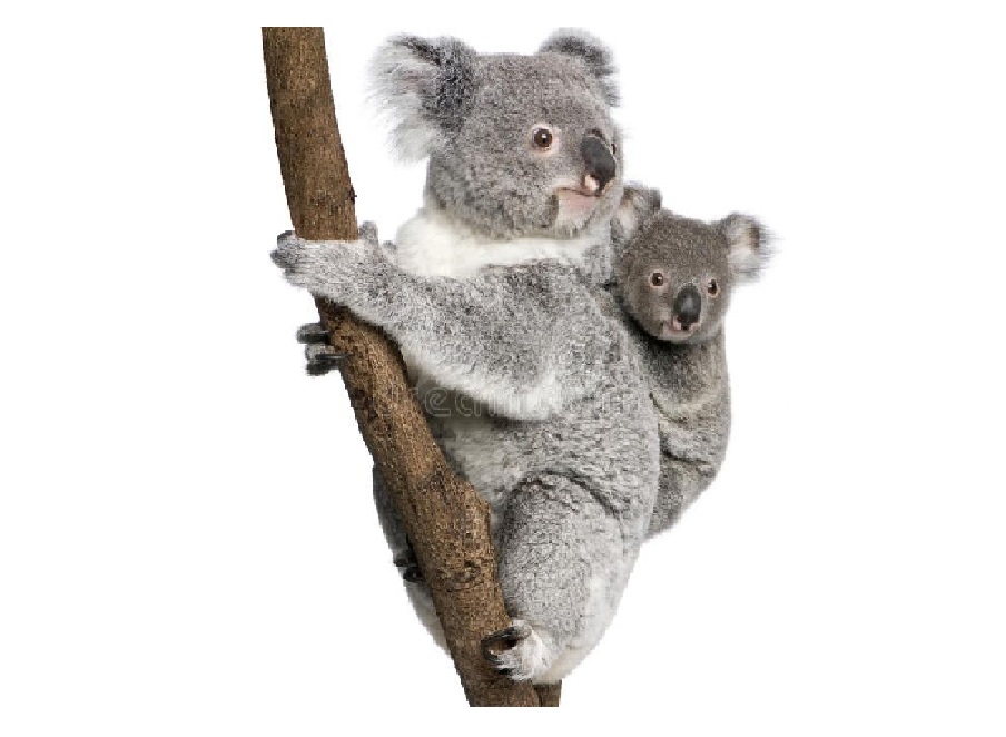 Коала на английском - Koala