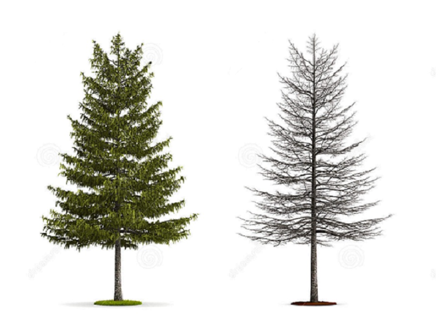 Лиственница на английском - Larch