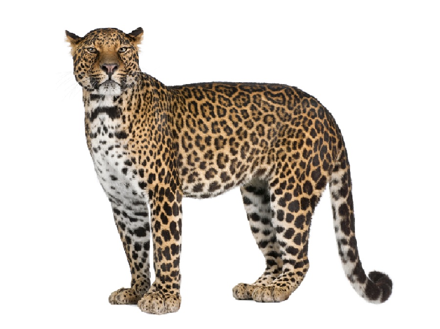 Леопард на английском - Leopard