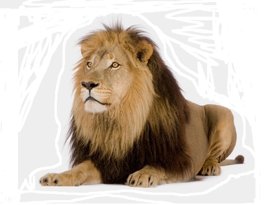 Лев на английском - Lion
