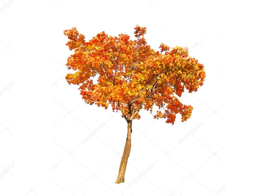 Клён на английском - Maple